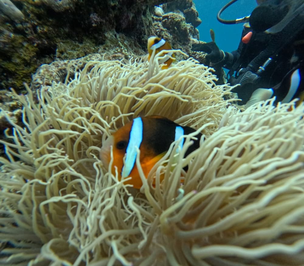 日本沖繩的青之洞窟，為什麼很多台灣人喜歡去？