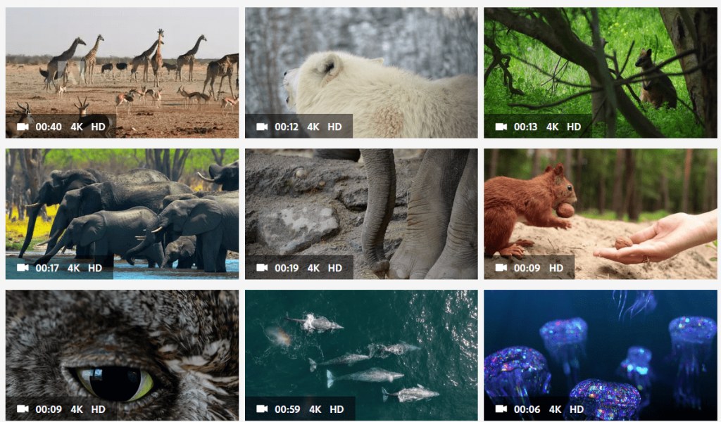 Animals