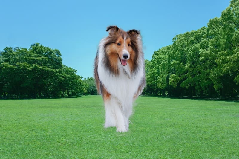 Photoshop合成自然