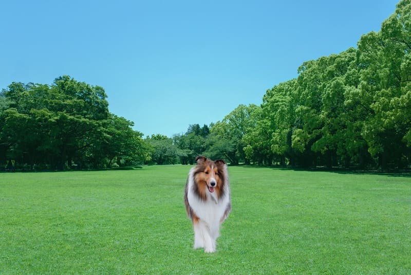 Photoshop合成自然
