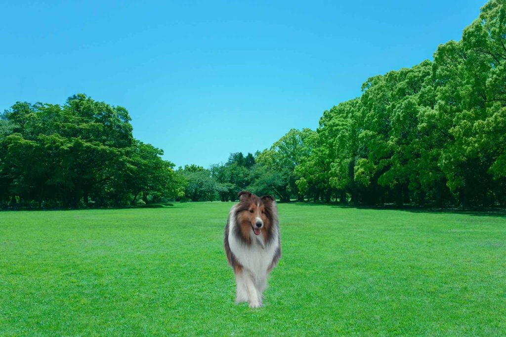 合成狗