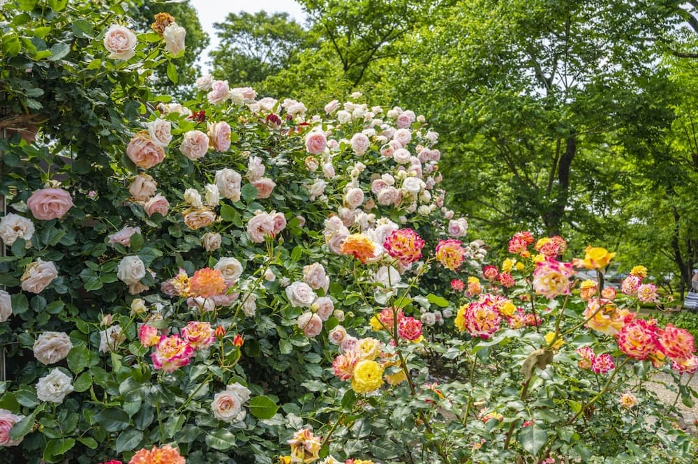 福岡市動植物園