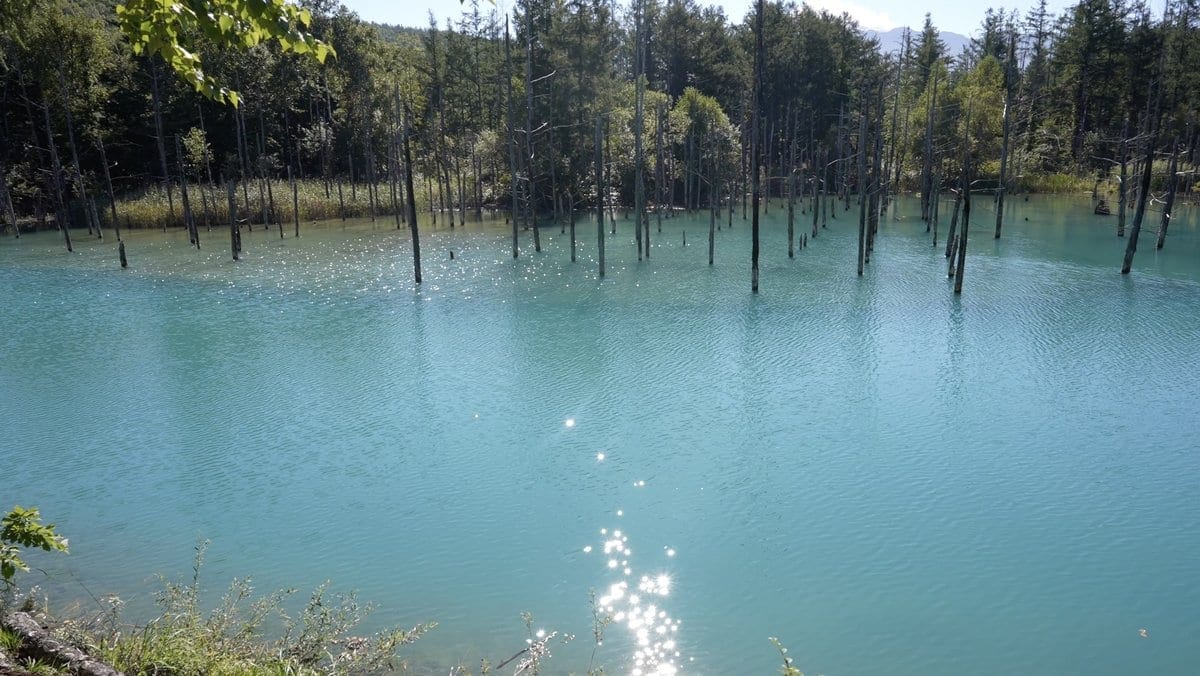 白金青池 夏天的藍色池水
