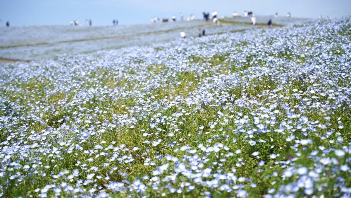 常陸海濱公園 粉蝶花山丘