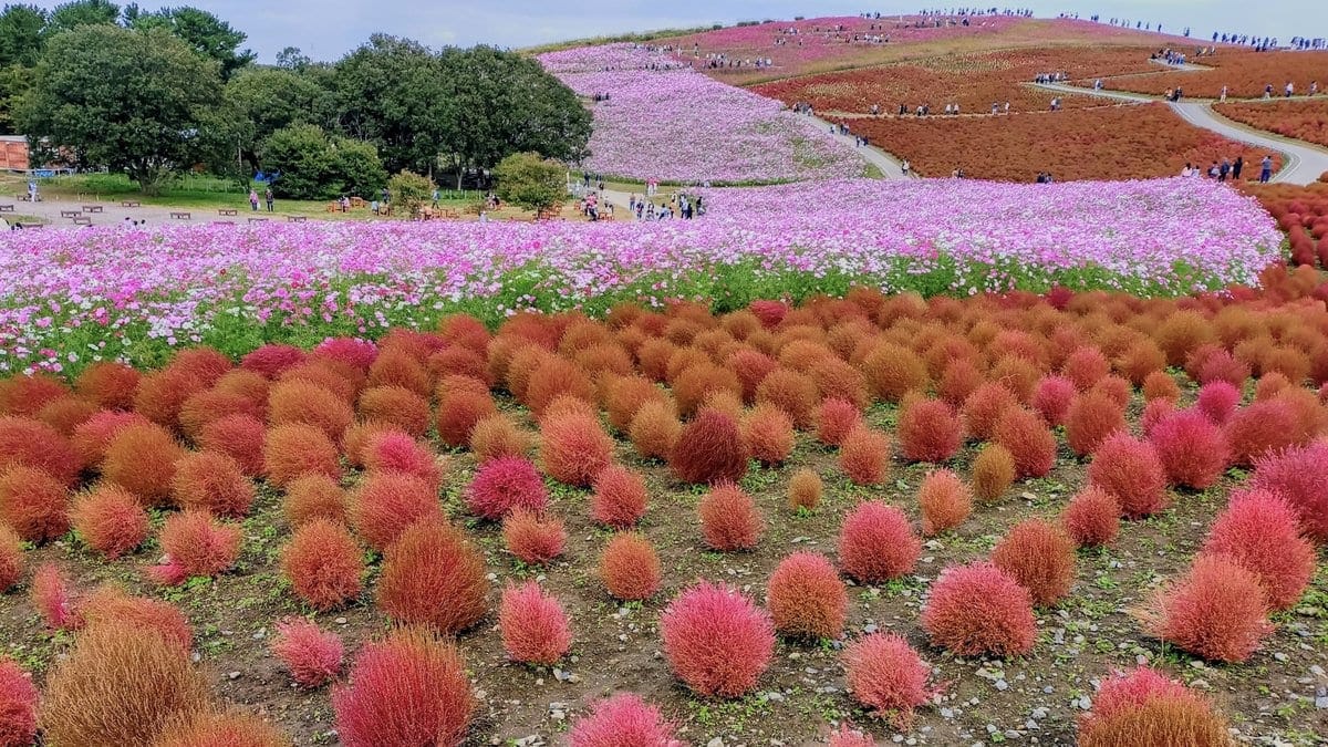 常陸海濱公園 秋天的掃帚草