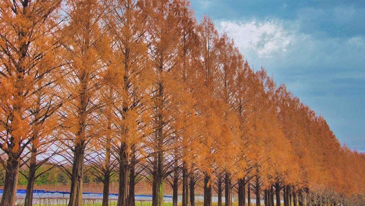 水杉林道 秋天的紅褐色