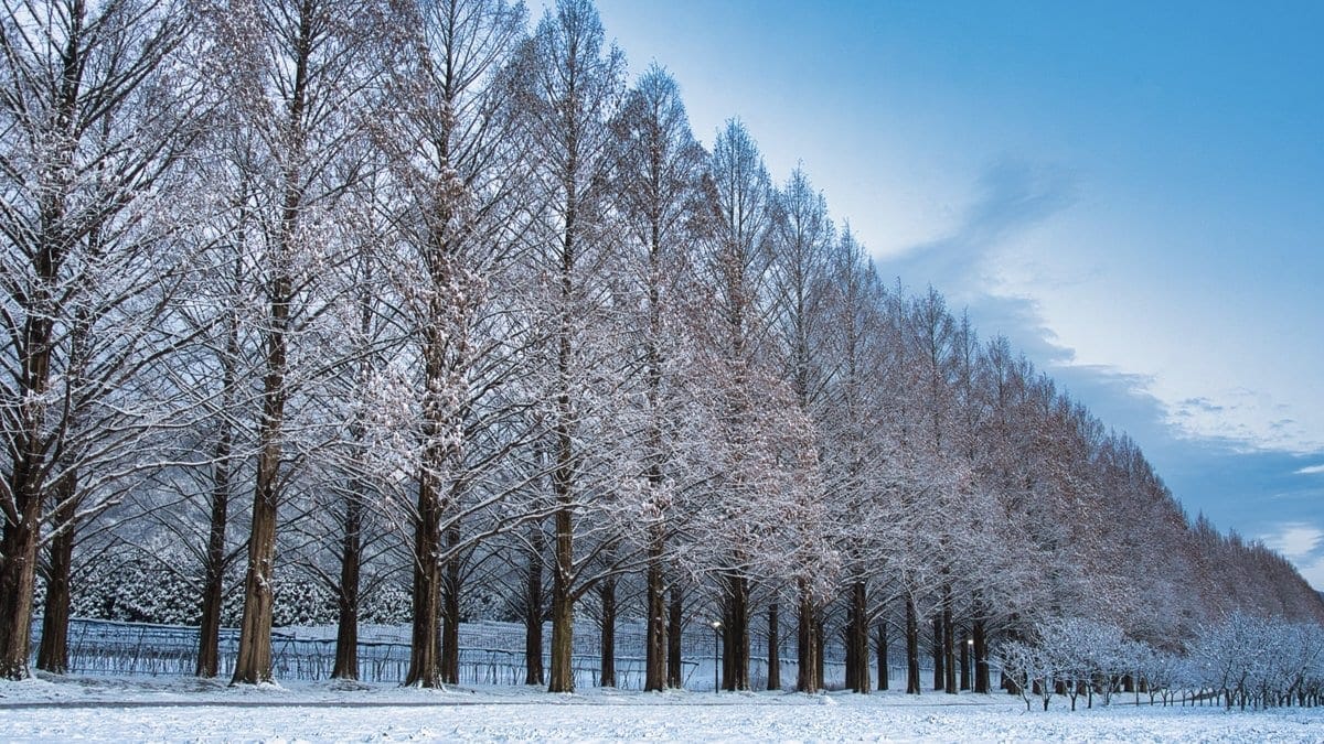 水杉林道 冬天的雪景