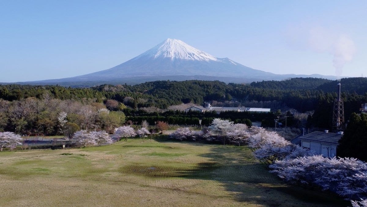 富士山與櫻花