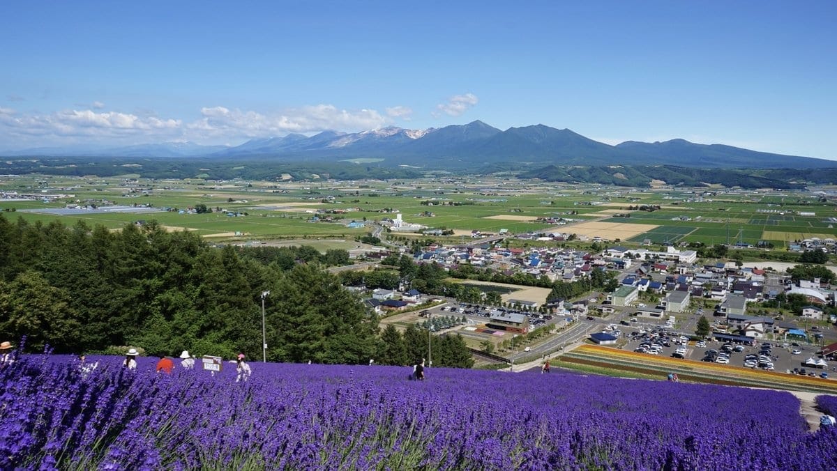 富良野 薰衣草花田與十勝岳連峰