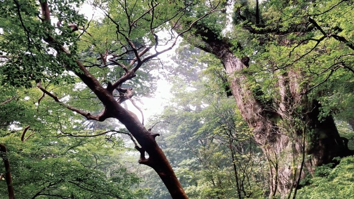 屋久島 屋久杉