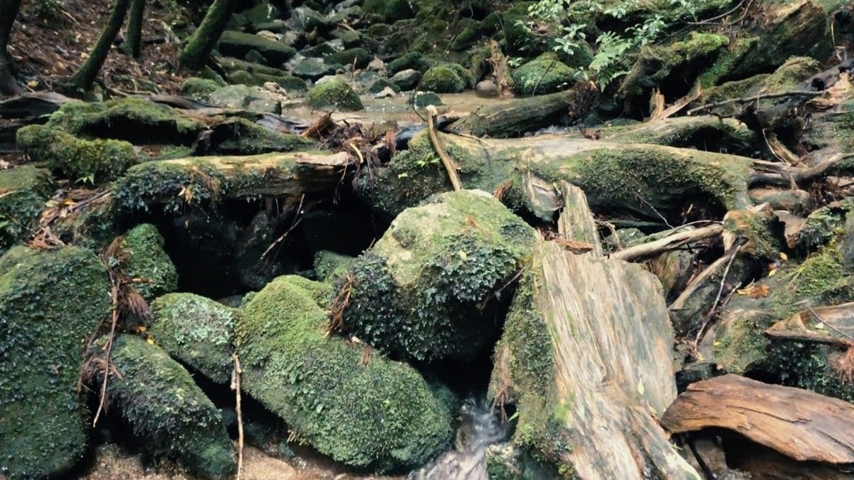 屋久島 白谷雲水峽的青苔森林