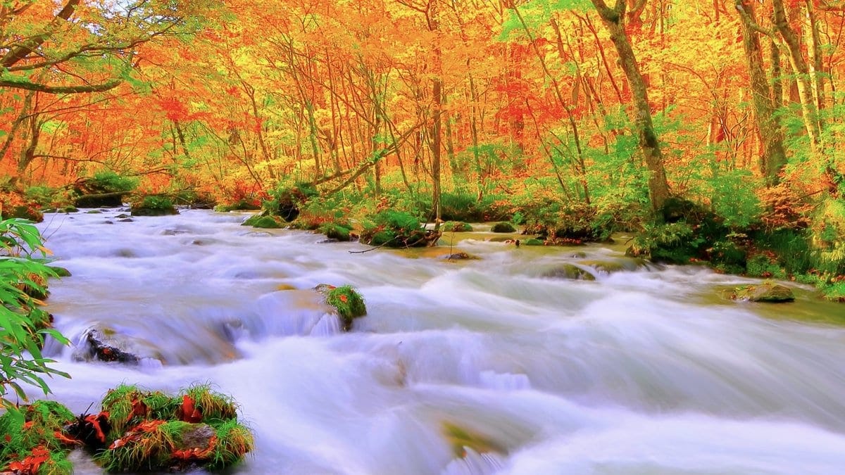 奧入瀨溪流 紅葉