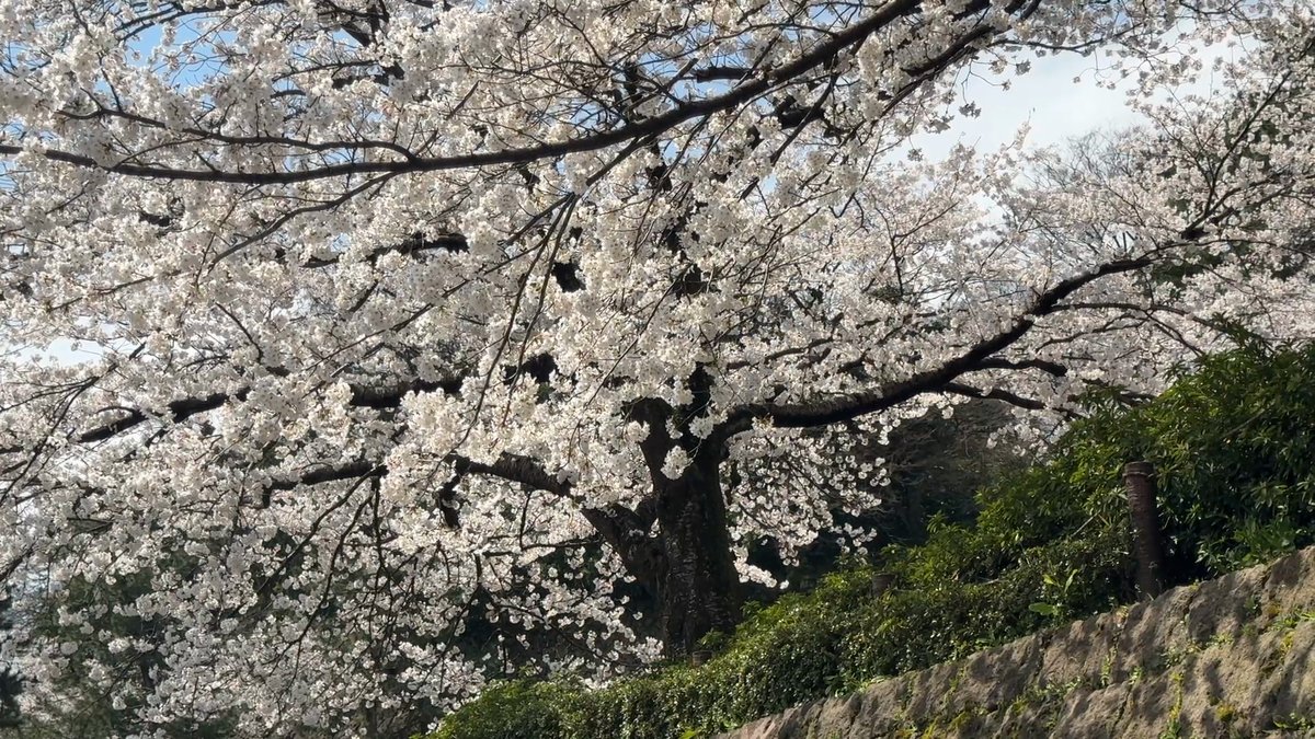 櫻花季的兼六園(Masa拍攝)