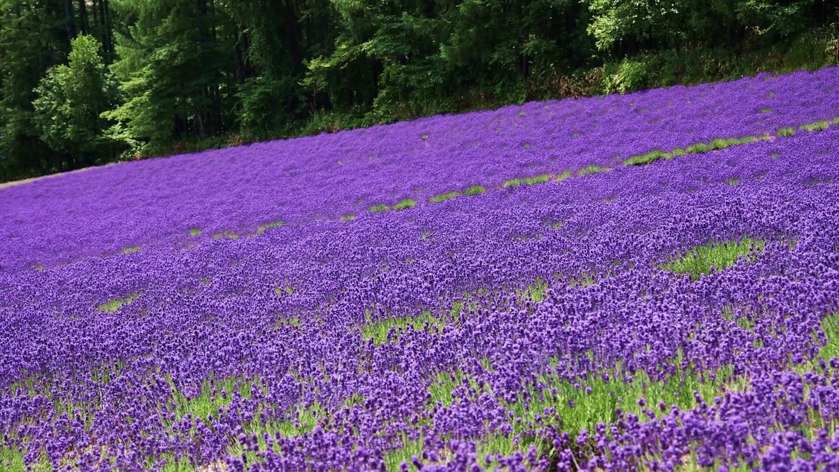 富良野的薰衣草花田