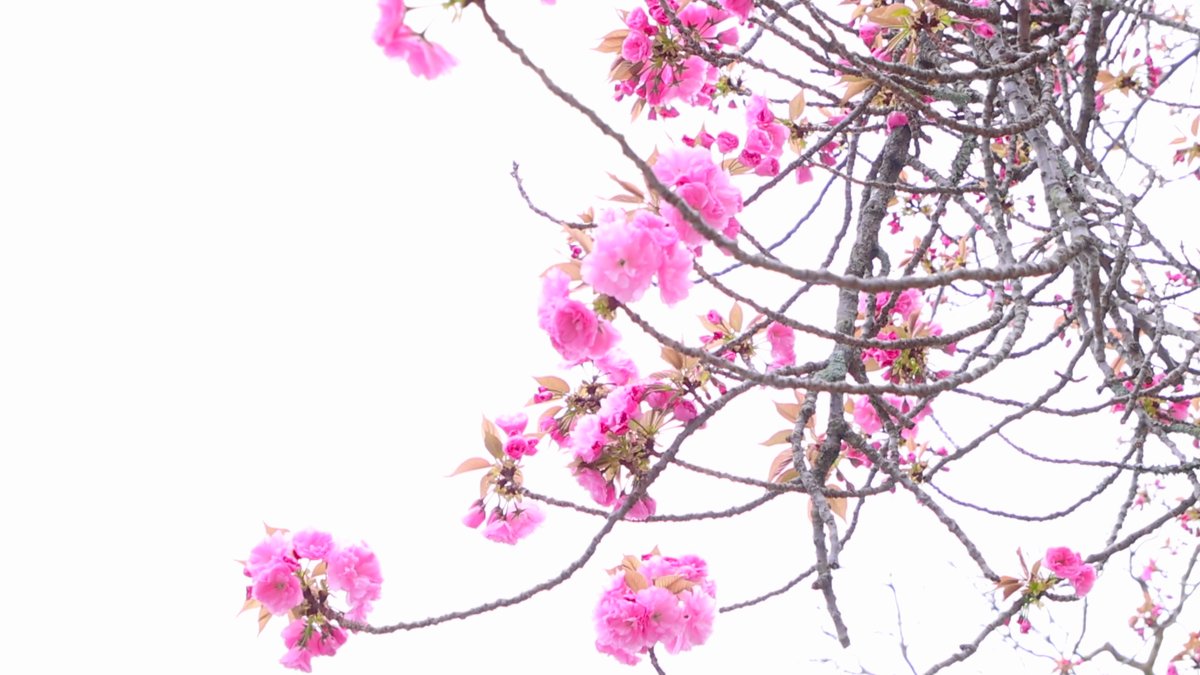 哲學之道的櫻花